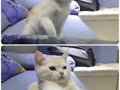 -喵的天空名猫咖啡馆·撸猫·猫舍·用品