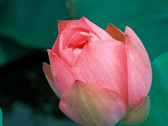 -羊亭河湿地公园