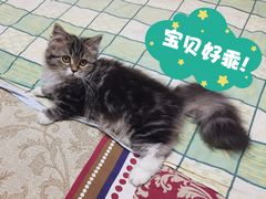 -乖乖宠物医院·猫科·急重症中心(车站北路分院)