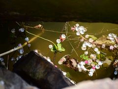 -香雪海