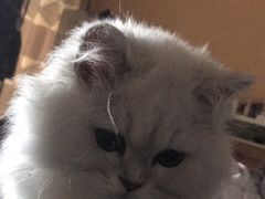 -喵zoo家庭繁育猫舍(尖东智能花园店)
