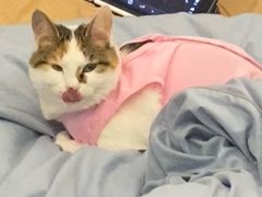 -宠颐生汉谟拉比宠物医院