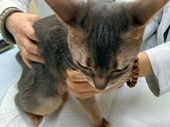 -美联众合动物医院·24h转诊中心
