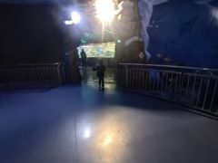 -芜湖新华联大白鲸海洋公园