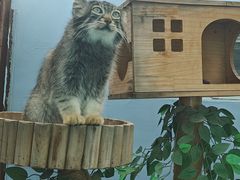 -青藏高原野生动物园
