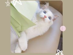-屋虎猫馆(宝安大仟里店)