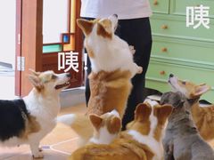 -柯斗斗主题餐厅·狗咖·围炉煮茶·茶饮(国瑞升平里店)