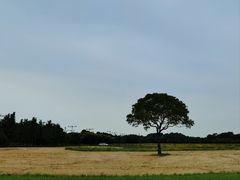 -贡湖湾湿地公园