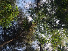 -铁山坪森林公园