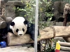 -灵玲国际马戏城