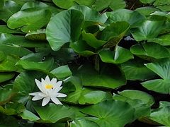 -老村长农家院