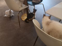 -飞行喵MR PILOT|猫舍·猫咖(静安大融城店)