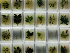 -广东中医药博物馆