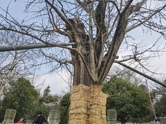 -上海佘山国家森林公园天马山园