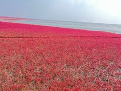 -红海滩国家风景廊道