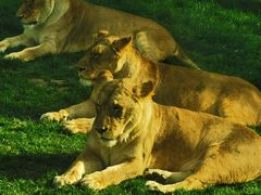 -北京野生动物园