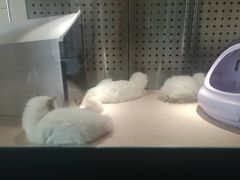 -瞄一喵猫咖(格力海岸店)