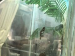 -百味地锅鸡(二店·财校分店)