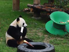 -上海野生动物园