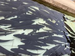 鲟鱼-天源渔港农庄