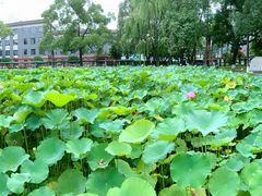 -四川大学(望江校区)