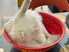 -平行世界·猫咖(首经贸店)