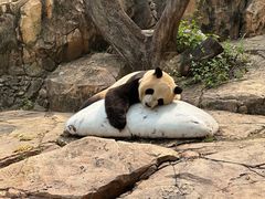 -广州长隆野生动物世界