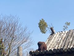 -上海野生动物园