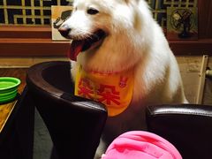 -百好乐宠物友好餐厅(朝外大街店)