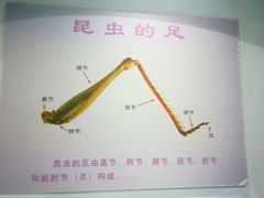 -上海昆虫博物馆