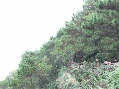-羚羊峡古栈道森林公园