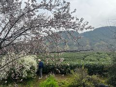 -中国茶叶博物馆(双峰馆区)