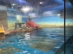 -海合安武汉极地海洋公园