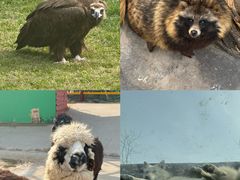 -西霞口神雕山野生动物世界