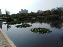 -前关湿地公园