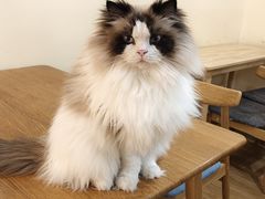 -滚猫咖啡·猫咖·猫友好撸猫(未来城店)