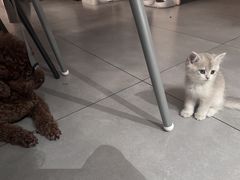 -瑞派动物医院·猫专科·至诚(江南中分院)