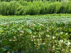 -黄海国家森林公园