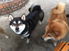 -柴犬高等学院·狗咖·柴犬售卖·宠物训练