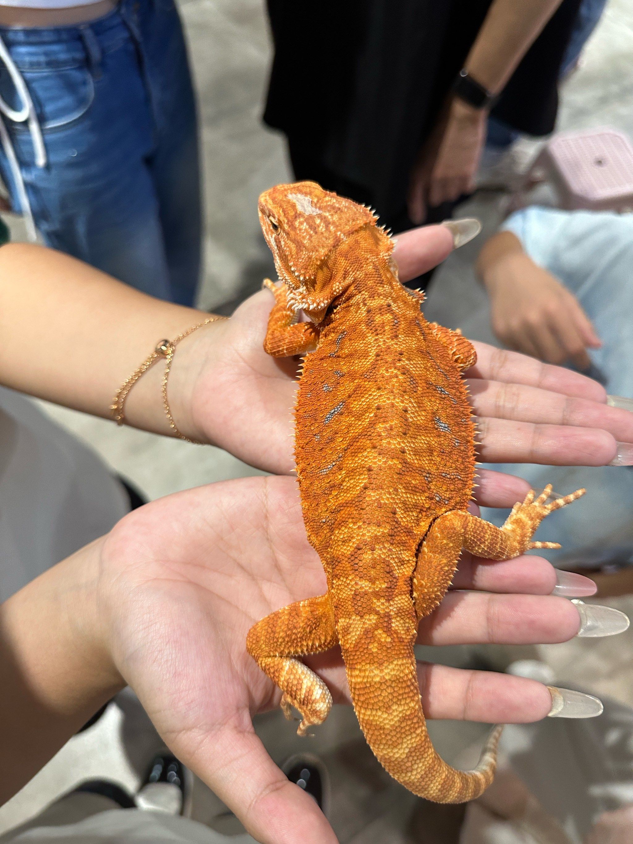 马陆守宫等爬宠