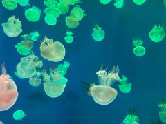 -成都浩海立方海洋公园