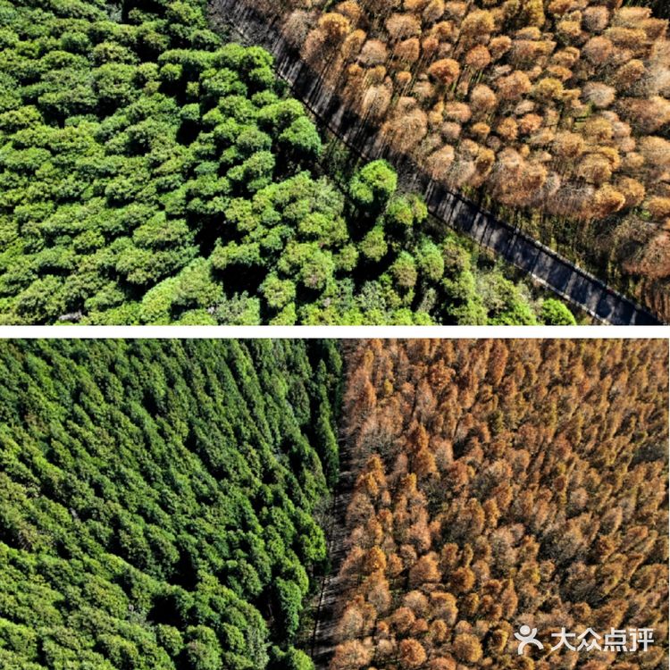 重庆旅游攻略——山王坪,一条路分割夏与秋