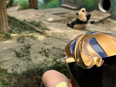 -中国大熊猫保护研究中心雅安碧峰峡基地