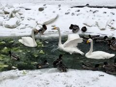 -新疆天山野生动物园