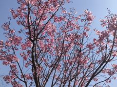 -顾村公园