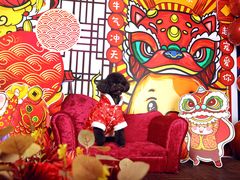 -超宠爱宠物摄影-Super pet