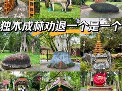 -瑞丽独树成林风景区