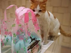 -Dark Horse·黑马蛋糕·低脂·低糖淡奶(金匙望湖大厦店)