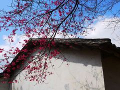 -天适樱花悠乐园