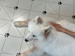 -毛绒耶耶撸宠馆·猫咖·狗咖·荷兰猪咖